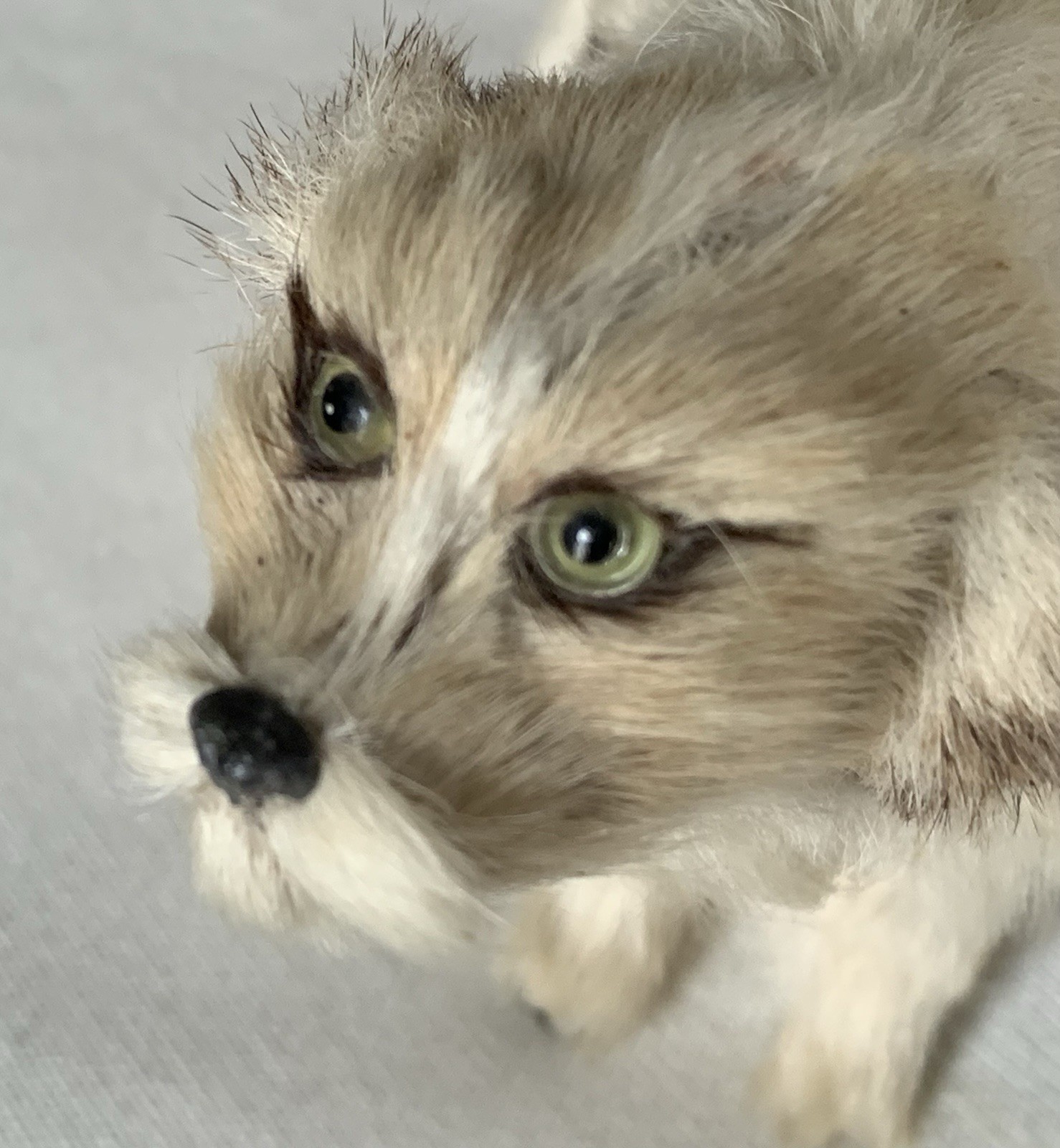 ANTIQUE FUR (over PAPIER-MACHE/WIRE FRAME) “LURCHER” DOG 1918-POST WWI ERA/RARE