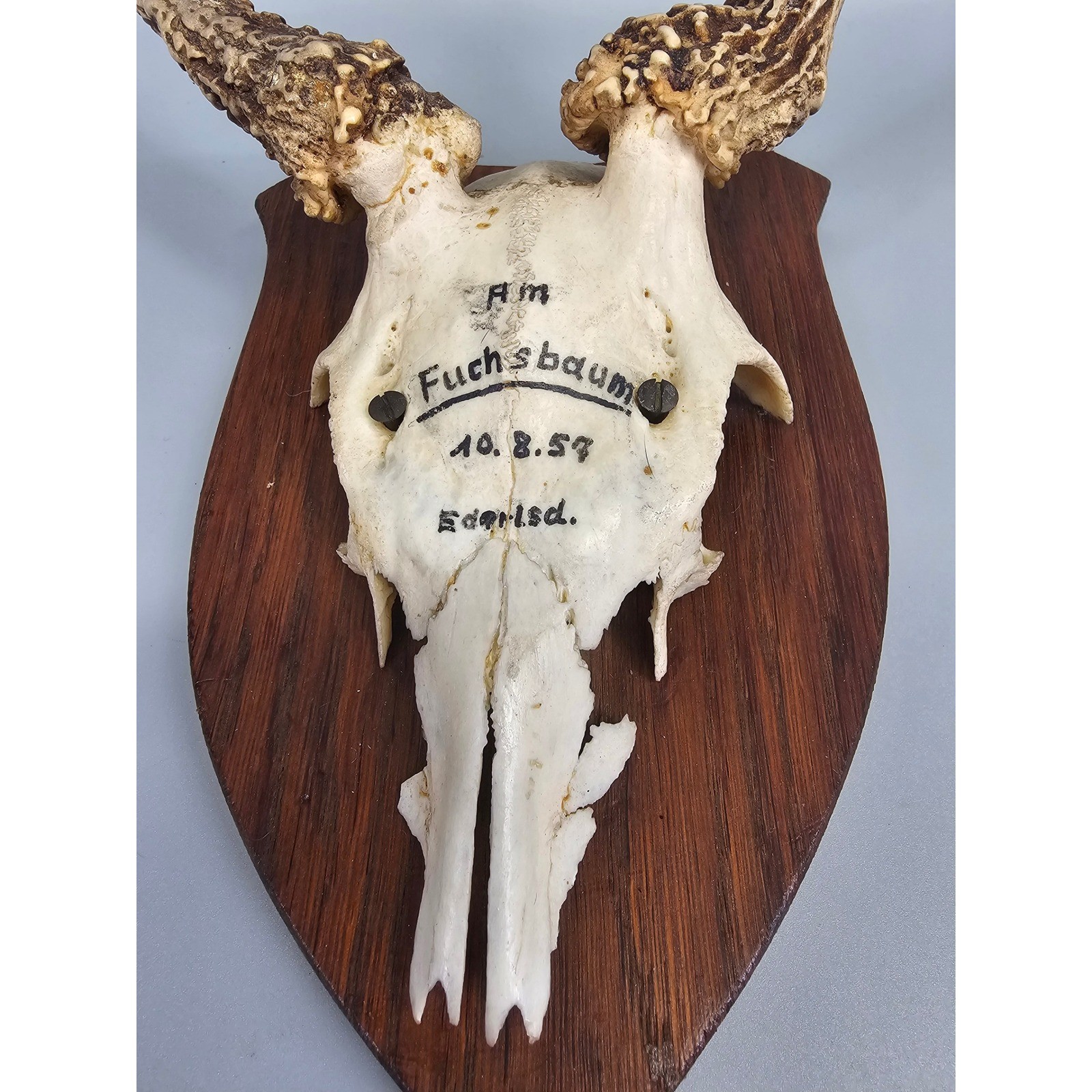 Roe Deer Taxidermy 8