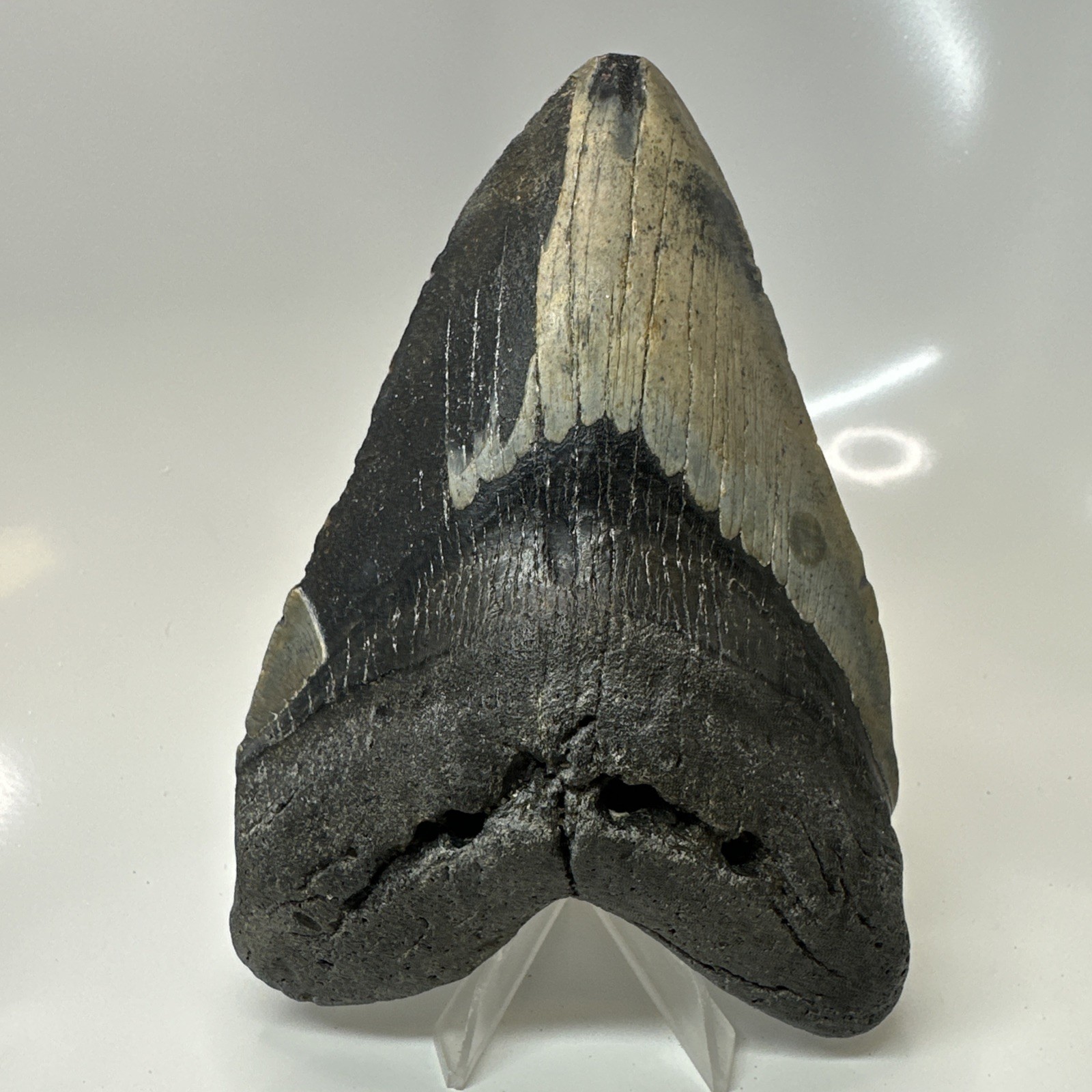 Megalodon Shark Tooth 5.79 Inch - Massive - Beautiful Fossil - Real Teeth 20456