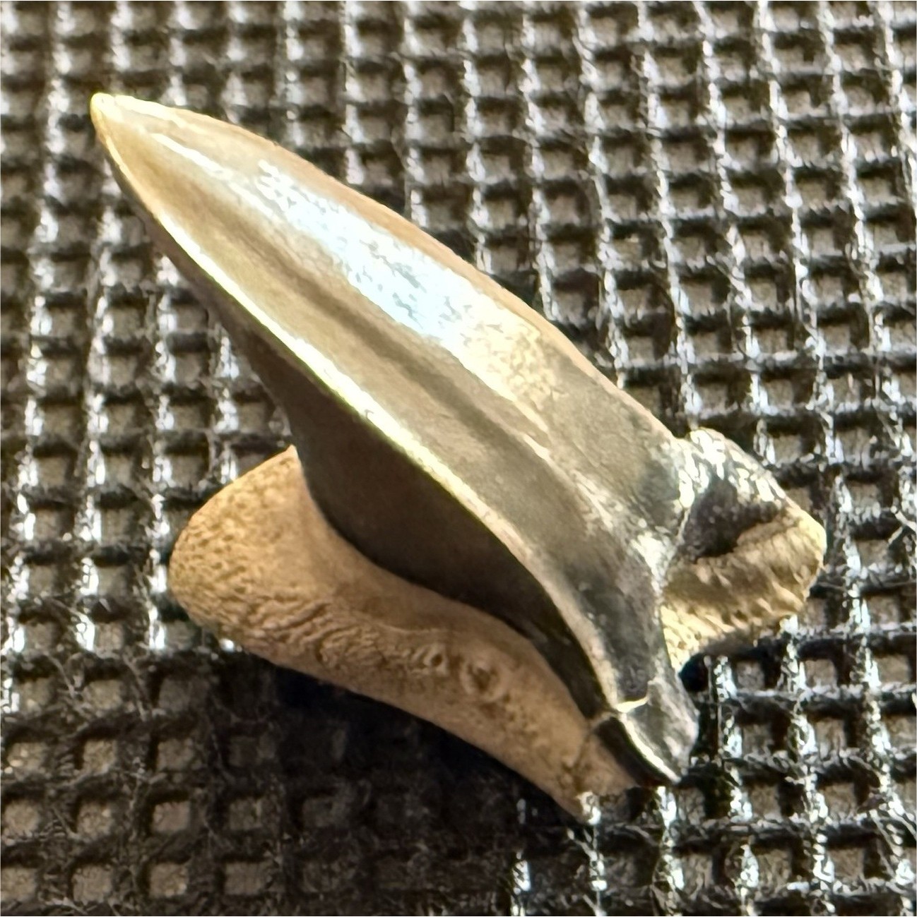 Top Rare species Paraisurus compressus Fossil  Tooth 0.8” Texas Paw Paw Fm 
