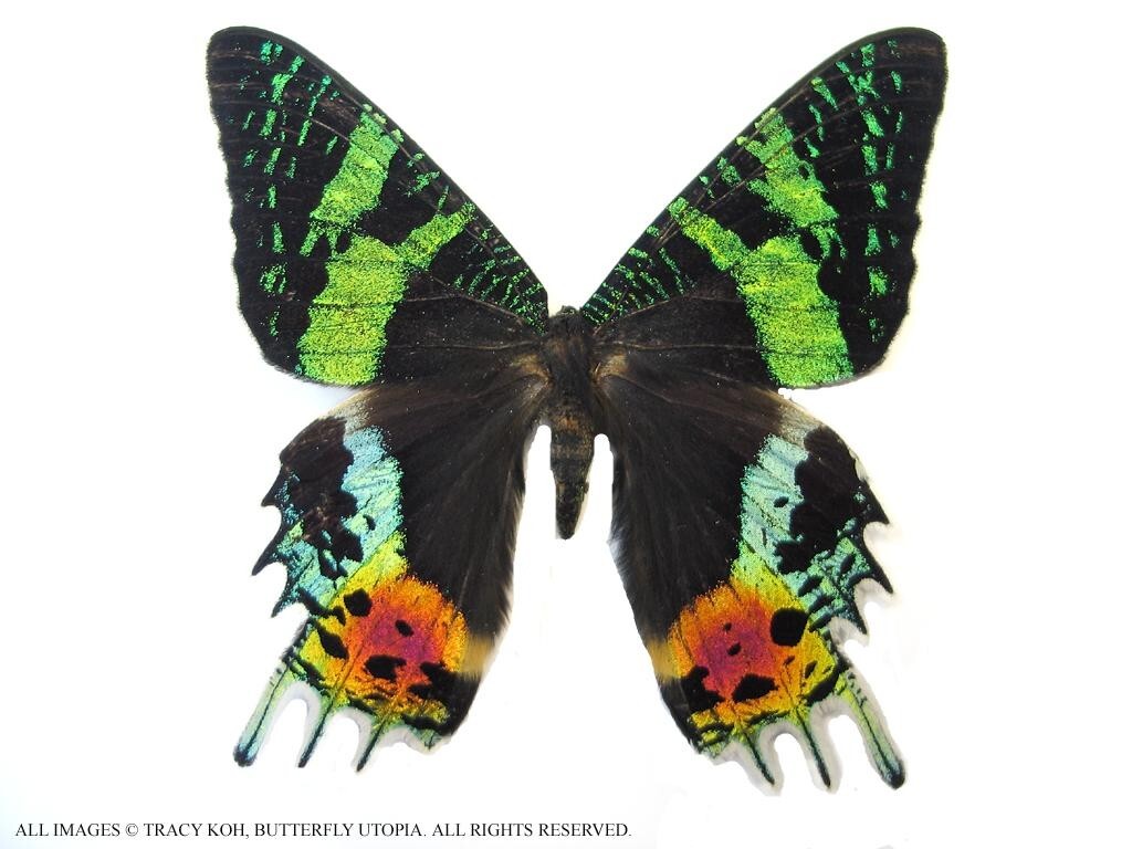 Sunset Moth / butterfly - Unspread, wing closed, dried papered Sunset Moth / butterfly - Unspread, wing closed, dried papered