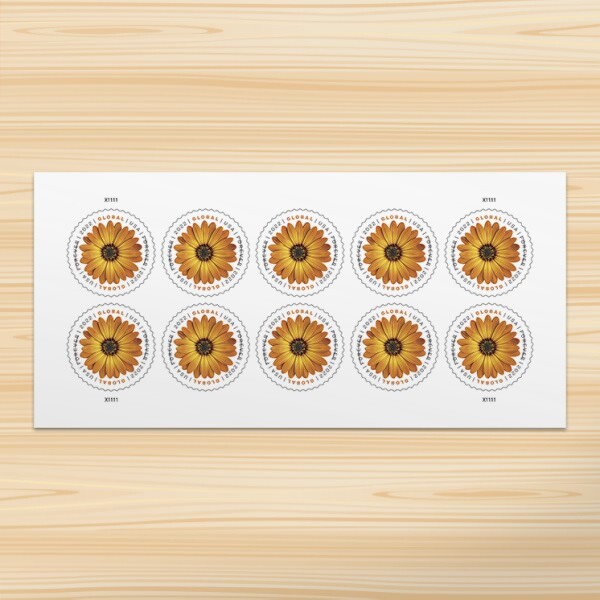 Christmas Card african daisy international 10 pcs - New