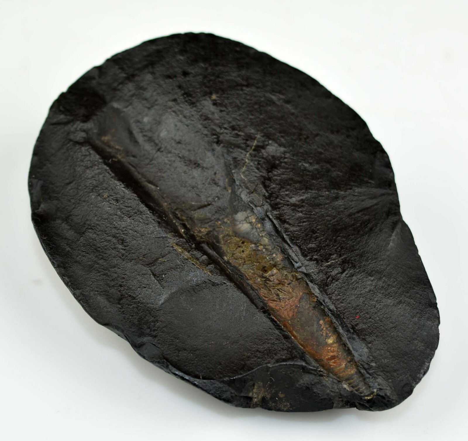 Laxmi Kuber Shaligram-101 Gram/2.92 Inch