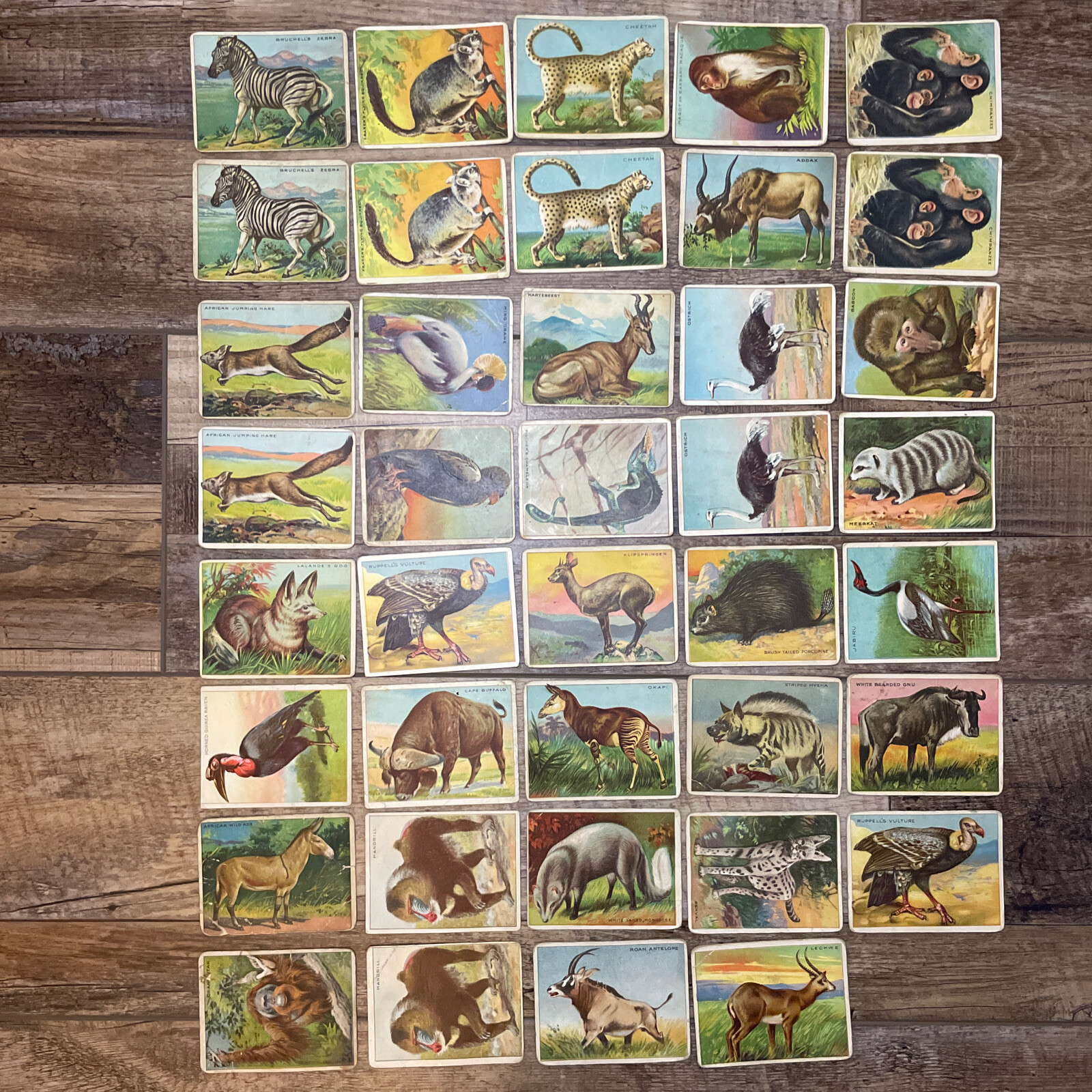 1909-10 HASSAN ANIMAL SERIES (T29) LOT OF 39 VINTAGE TRADING CARDS