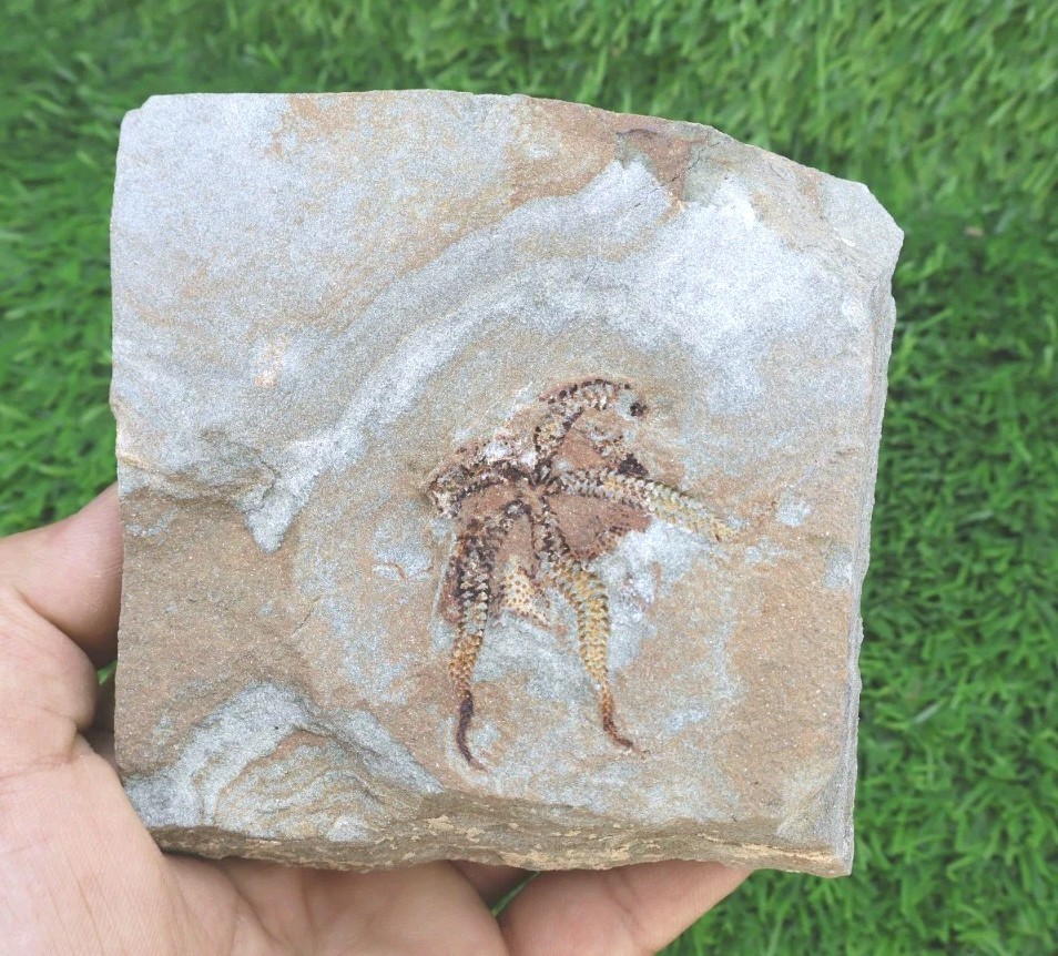 Ophiura Starfish Fossil Ordovician 485–444 Million Years Old Morocco