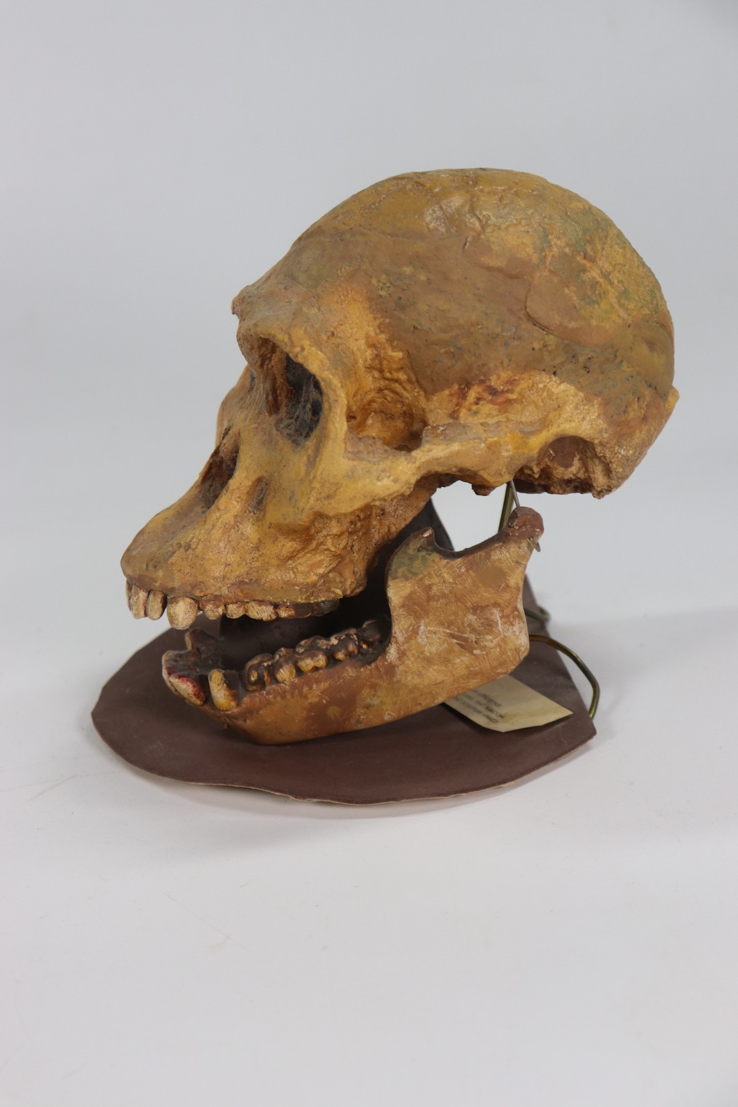 VTG Mrs Ples Sts 5 Australopithecus Africanus Skull Model Museum Fossil Cast
