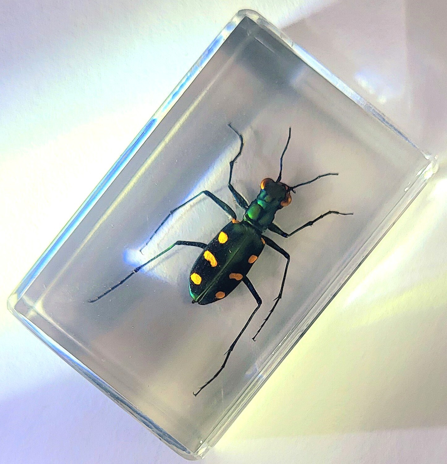 44mm Indonesian Tiger Beetle in Clear Lucite Resin Science Education Specimen
