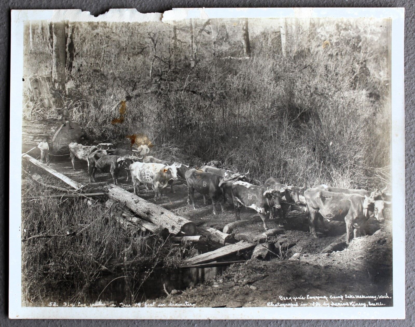 Big 19th c. Photo of 12 Oxen Pulling 14\' Diameter Fir Log by Darius Kinsey 1896