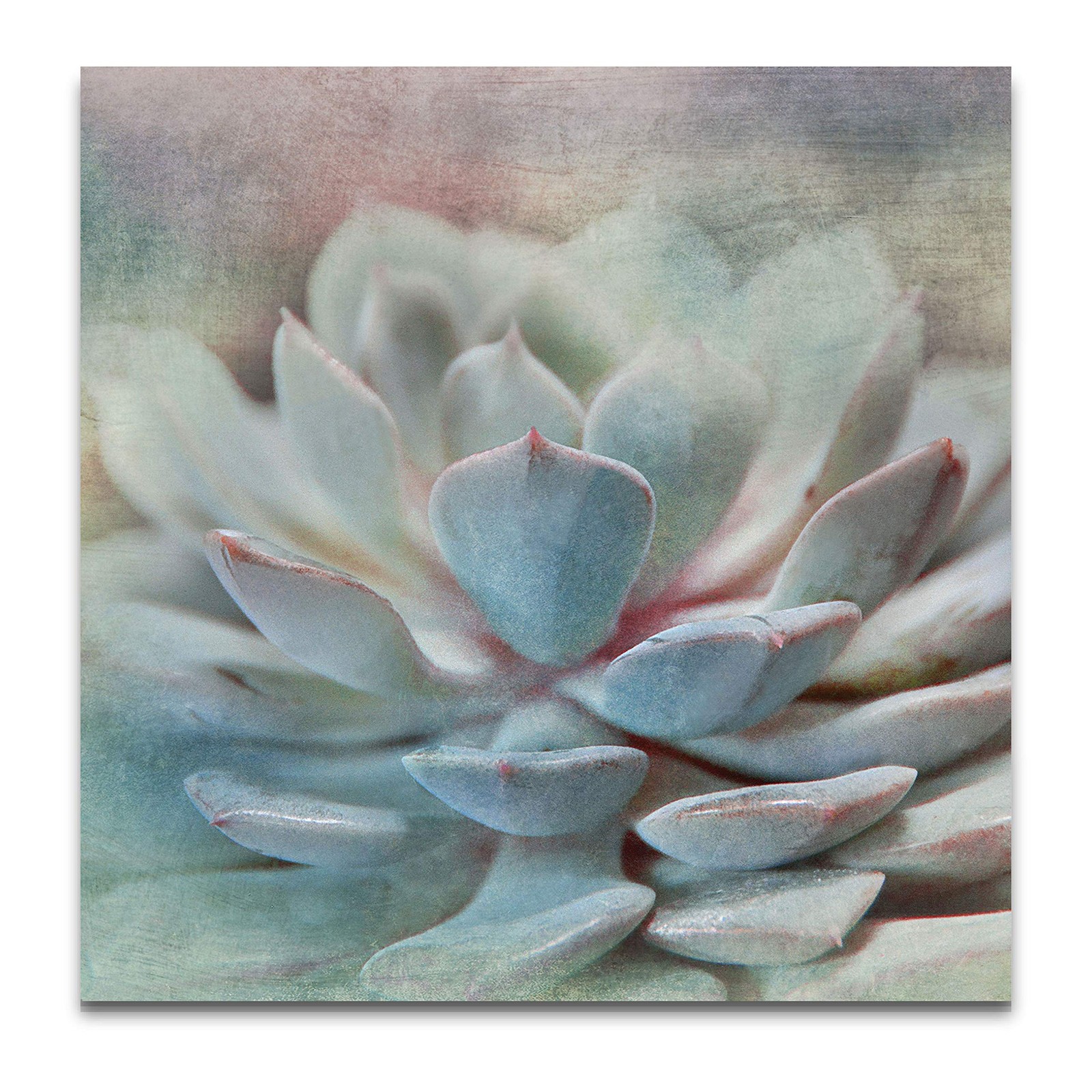 Renditions Gallery Pastel Succulent I Gallery Wrapped Canvas Wall Art