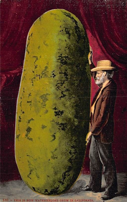 Postcard CA: How We Grow Watermelons in California, Vtg. Exaggerated Fruit 1910s