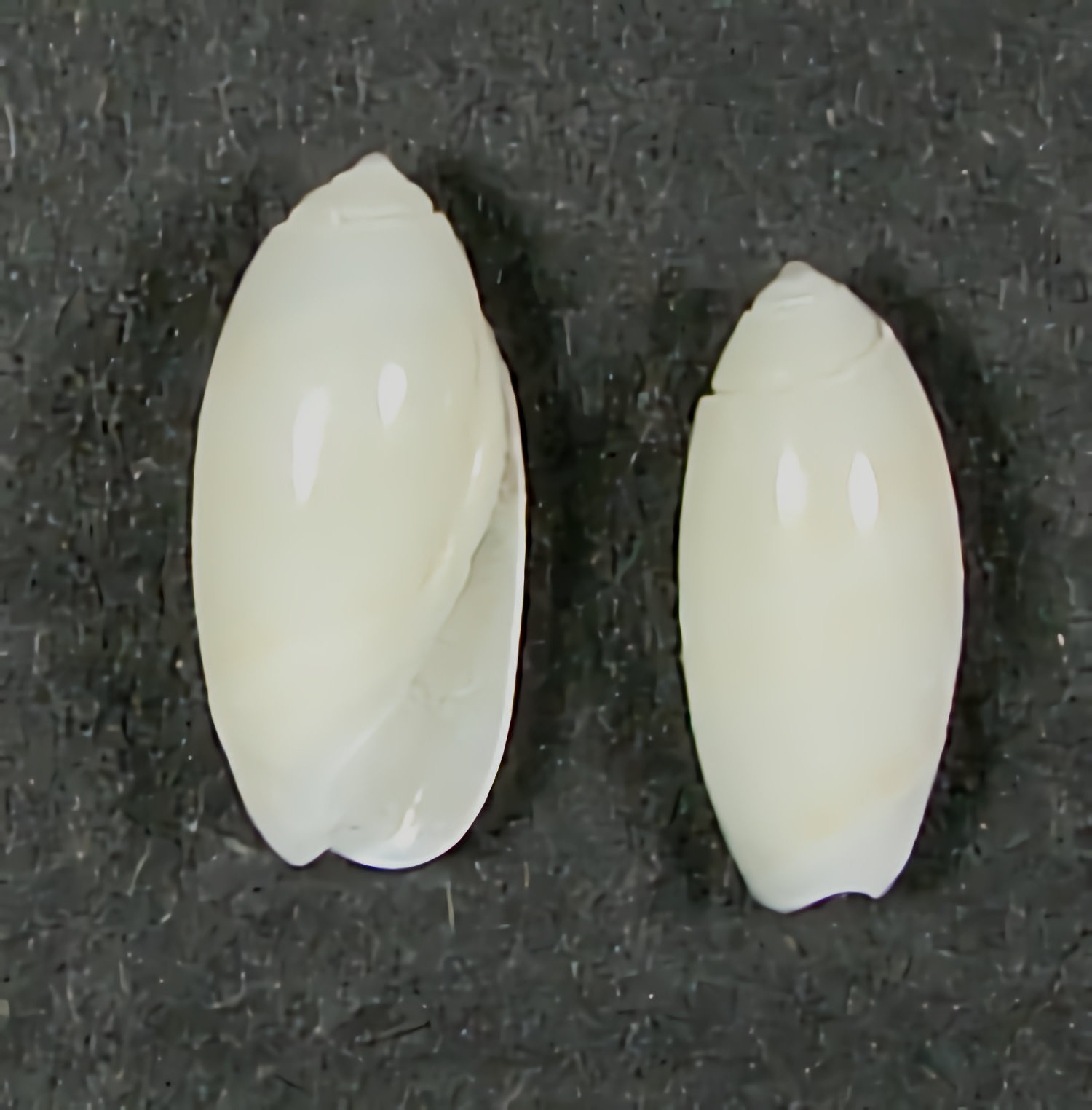 OLIVELLA WATERMANI 10mm BEAUTIFUL RARE SPECIMENS Egmont Key, Tampa Bay, Florida