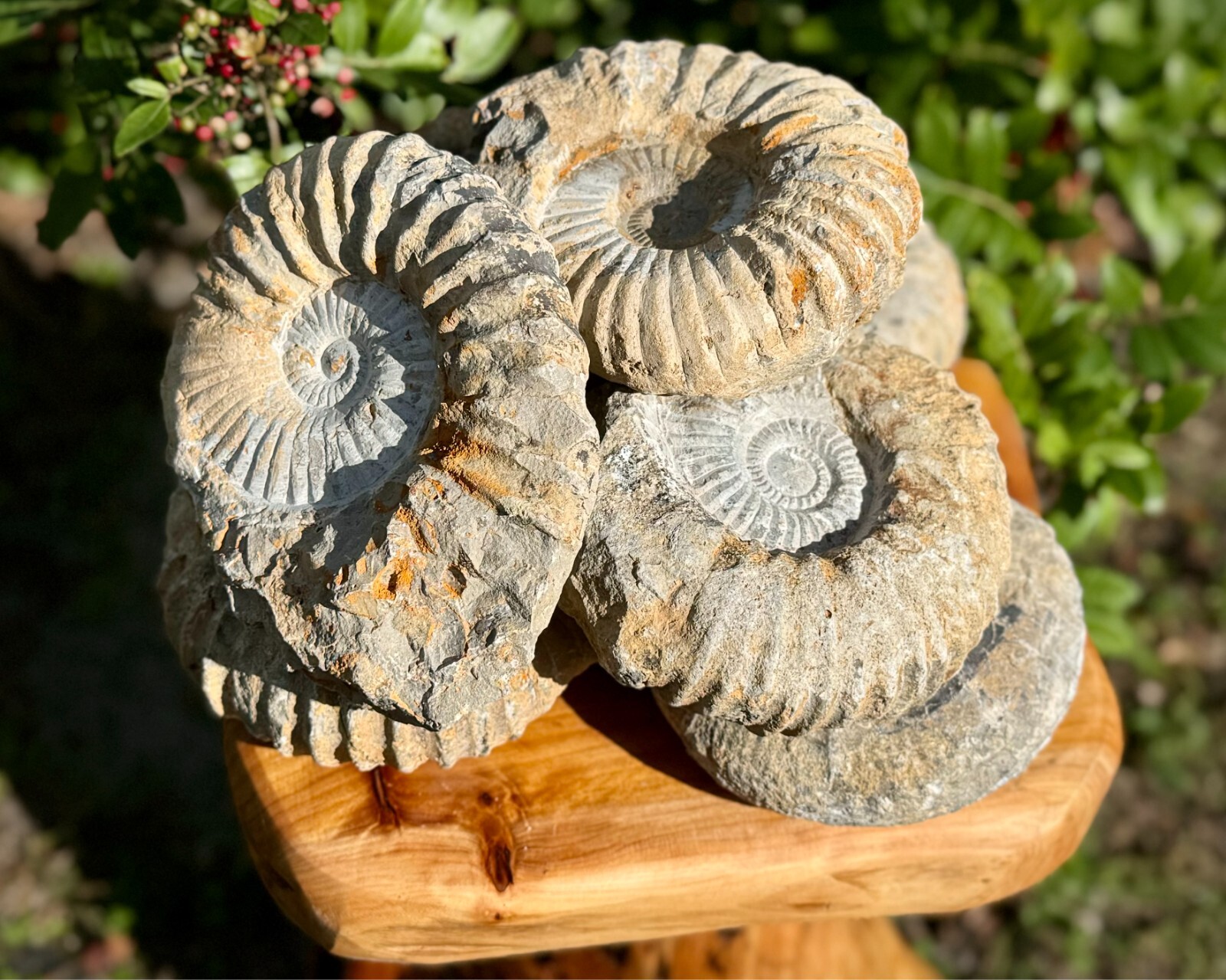 LARGE Natural Ammonite Fossils From Morocco, 3 - 4\