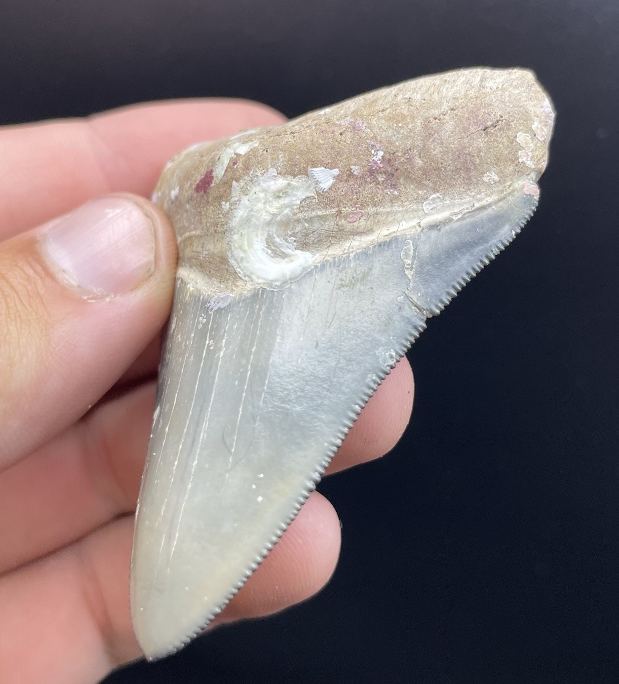 RARE Golden Beach Megalodon Shark Tooth 2.8” Venice Florida Dive Find No Repair