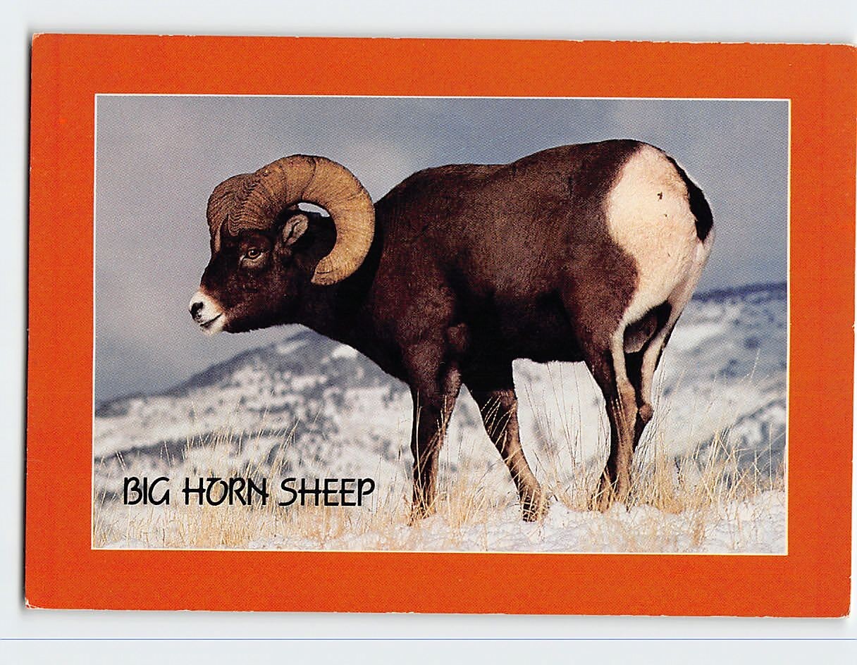 Postcard Big Horn Sheep