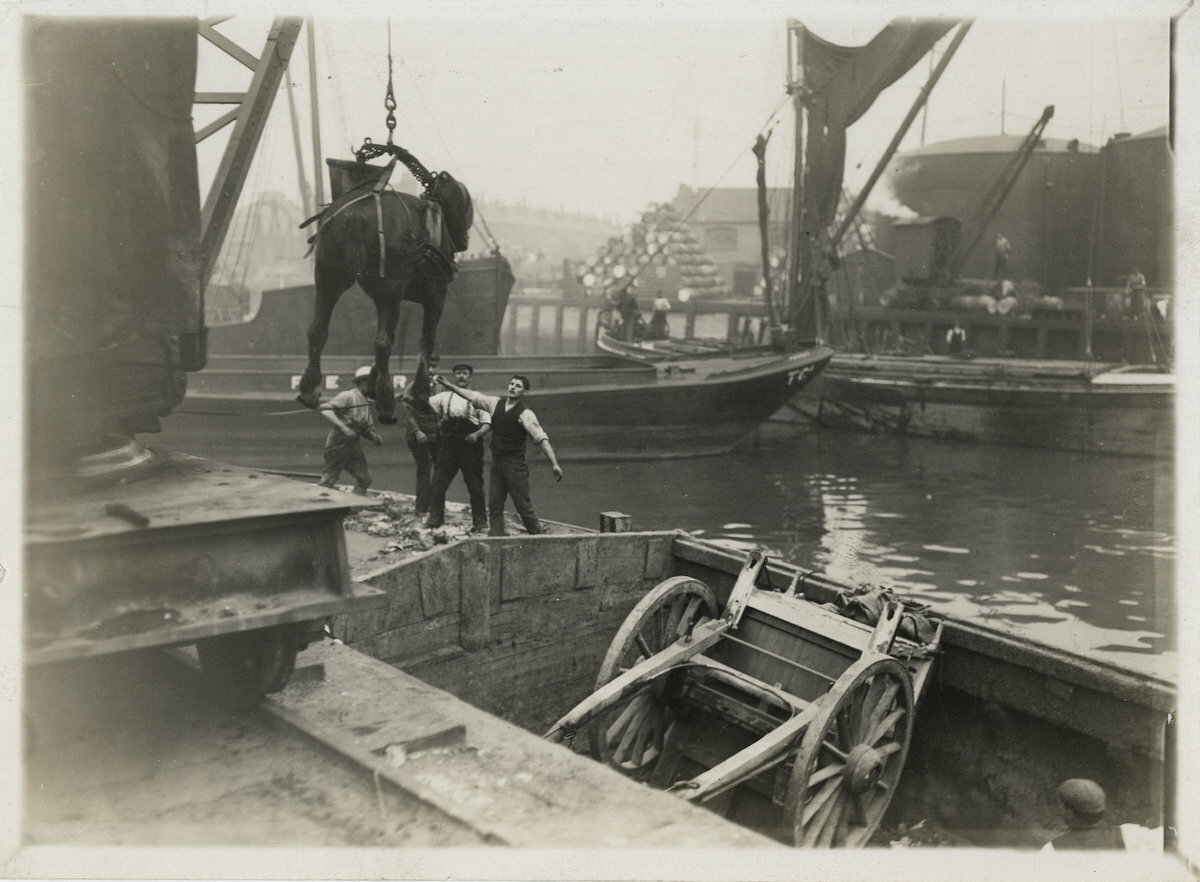 c.1920's PRESS PHOTO - LOWERING A CART HORSE ONTO SHIP UK DOCKS SOCIAL HISTORY