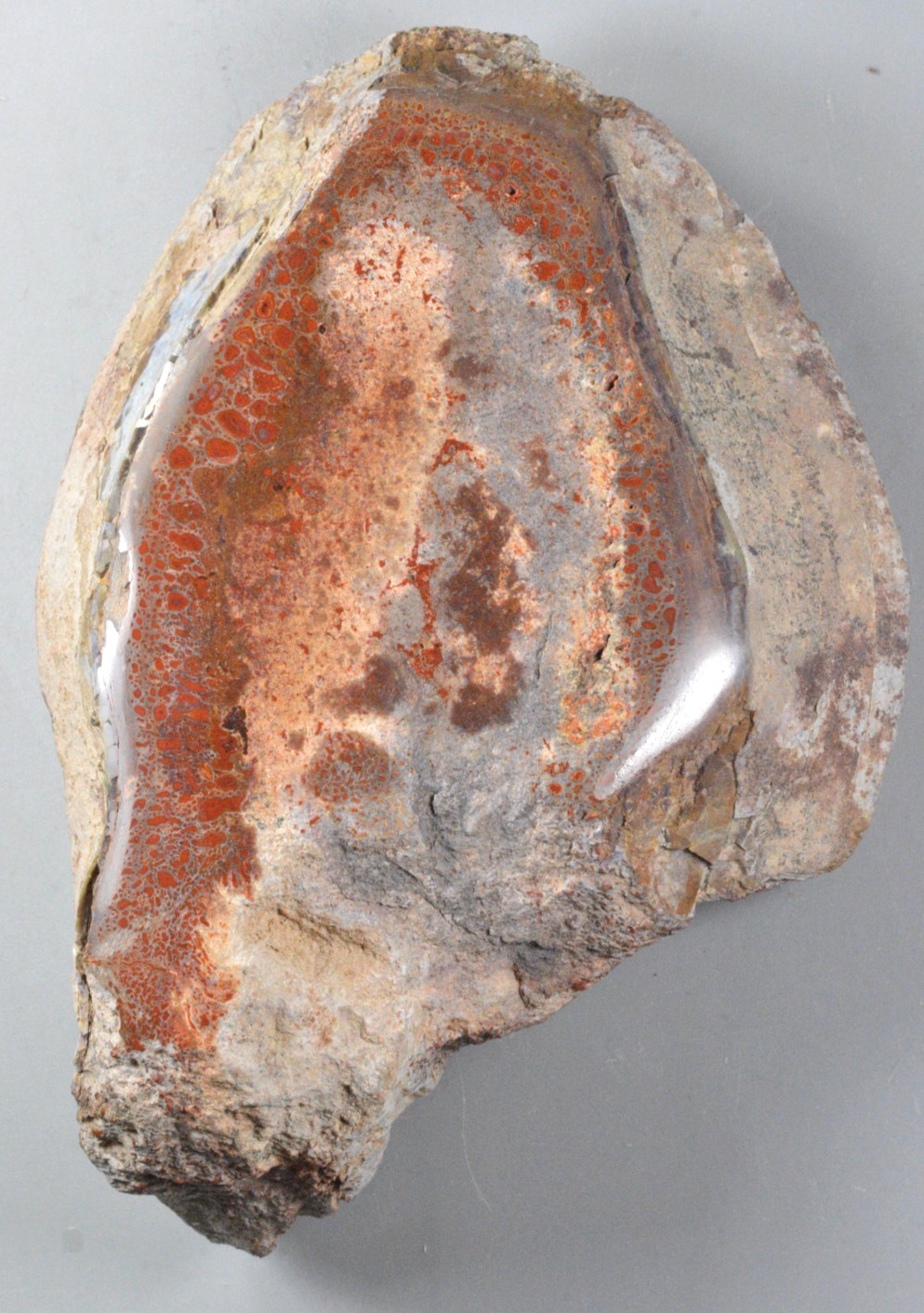Allosaurus Vertebrae, Agatized Dinosaur Bone, Morrison Formation, Utah Allosaurus Vertebrae, Agatized Dinosaur Bone, Morrison Formation, Utah