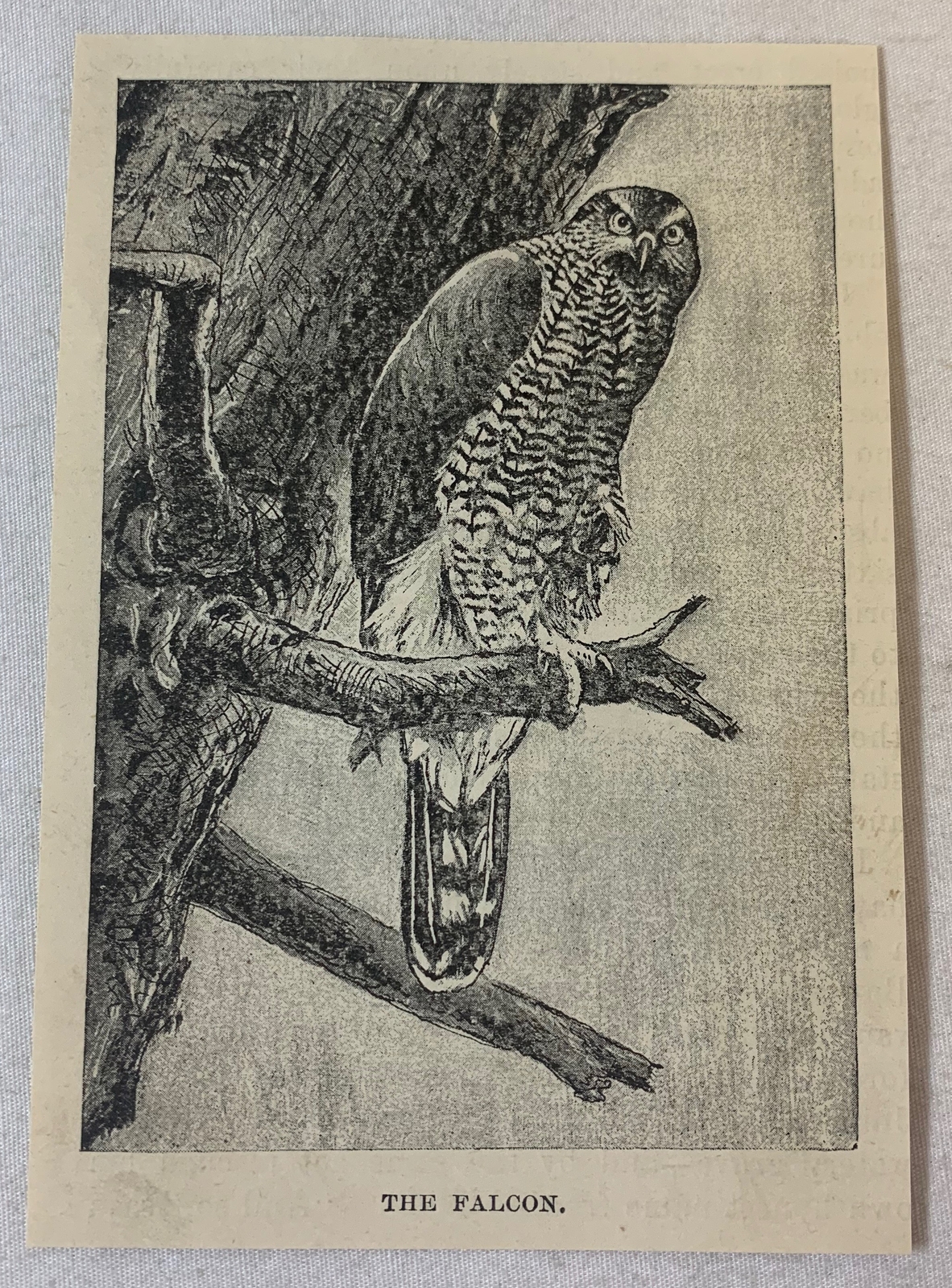 1894 magazine engraving ~ THE FALCON