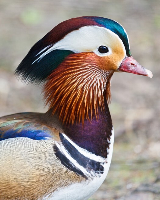 Beautiful MANDARIN DUCK Glossy 8x10 Photo Print Bird Nature Wildlife Poster Beautiful MANDARIN DUCK Glossy 8x10 Photo Print Bird Nature Wildlife Poster