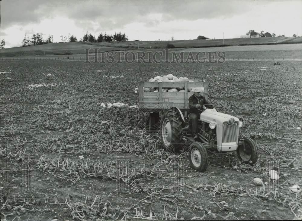 1955 Press Photo Harvested squash from Wilbur Sherman's farm - lra27513