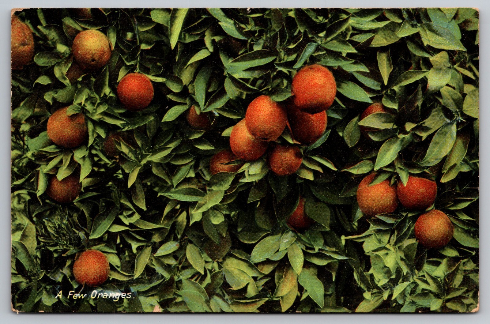 Postcard: A Few Oranges, M. Rieden, Posted 1939 Postcard: A Few Oranges, M. Rieden, Posted 1939