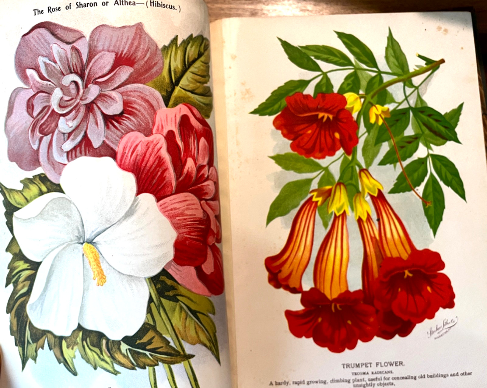 Antique Botanical Garden Archive 70 Color Plates Nursery Landscape Photos c1900