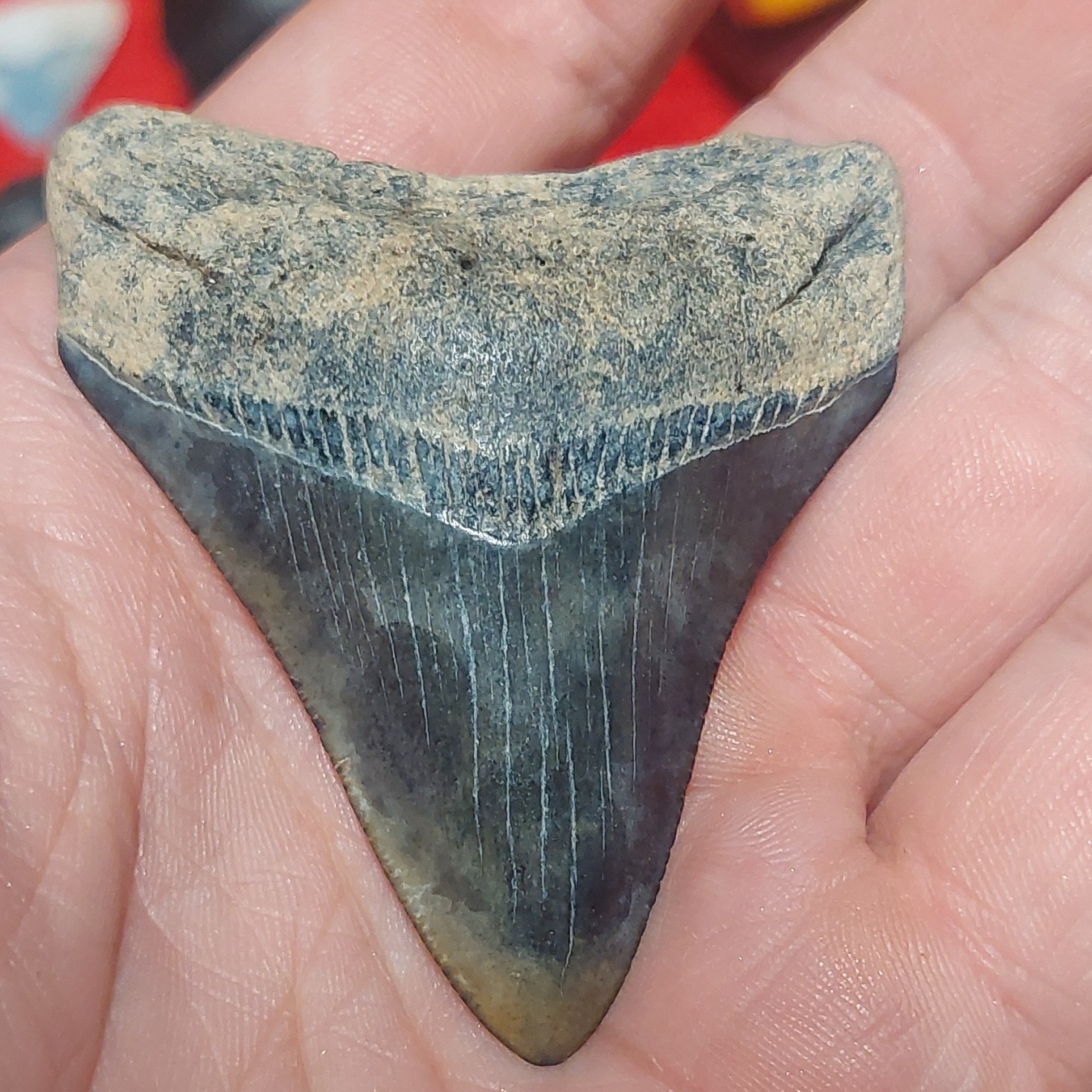 St. Mary\'s Megaldon Shark Tooth Fossil 2.5inches st mary