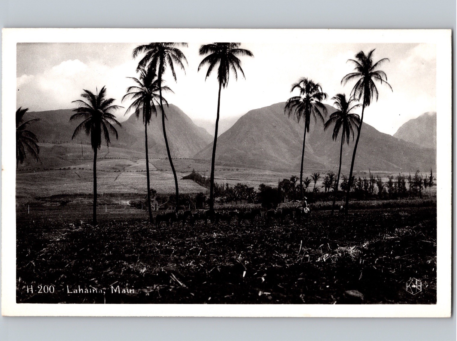 c1935 Agriculture Farm View Lahaina Maui Hawaii HI RPPC Real Photo Postcard