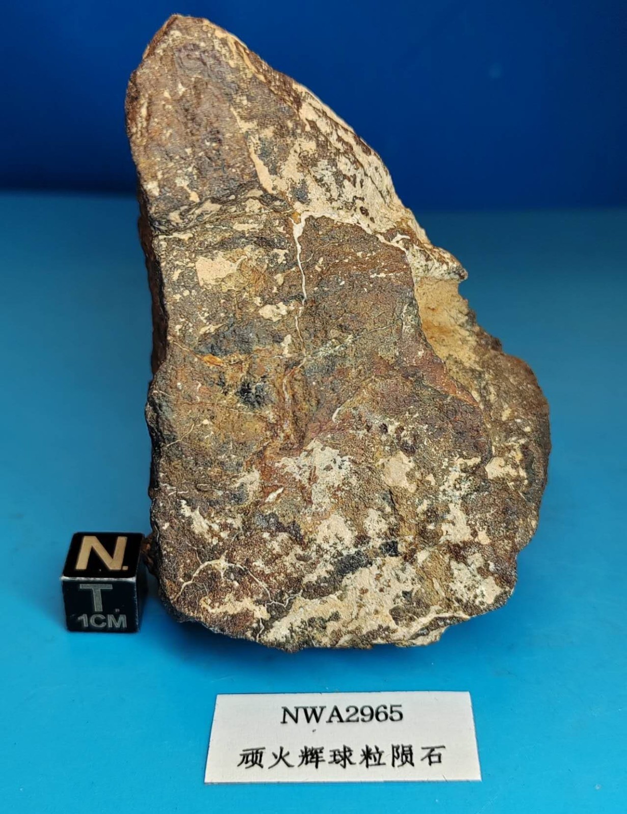 282g NWA 2965 Enstatite Chondrite Meteorite Fossil Specimen From Algeria