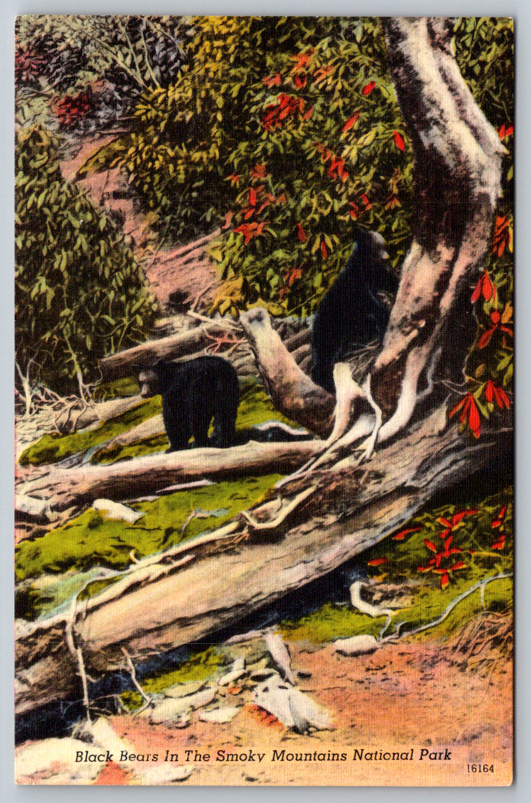 c1940s Black Bears Smoky Mountains National Park Postcard