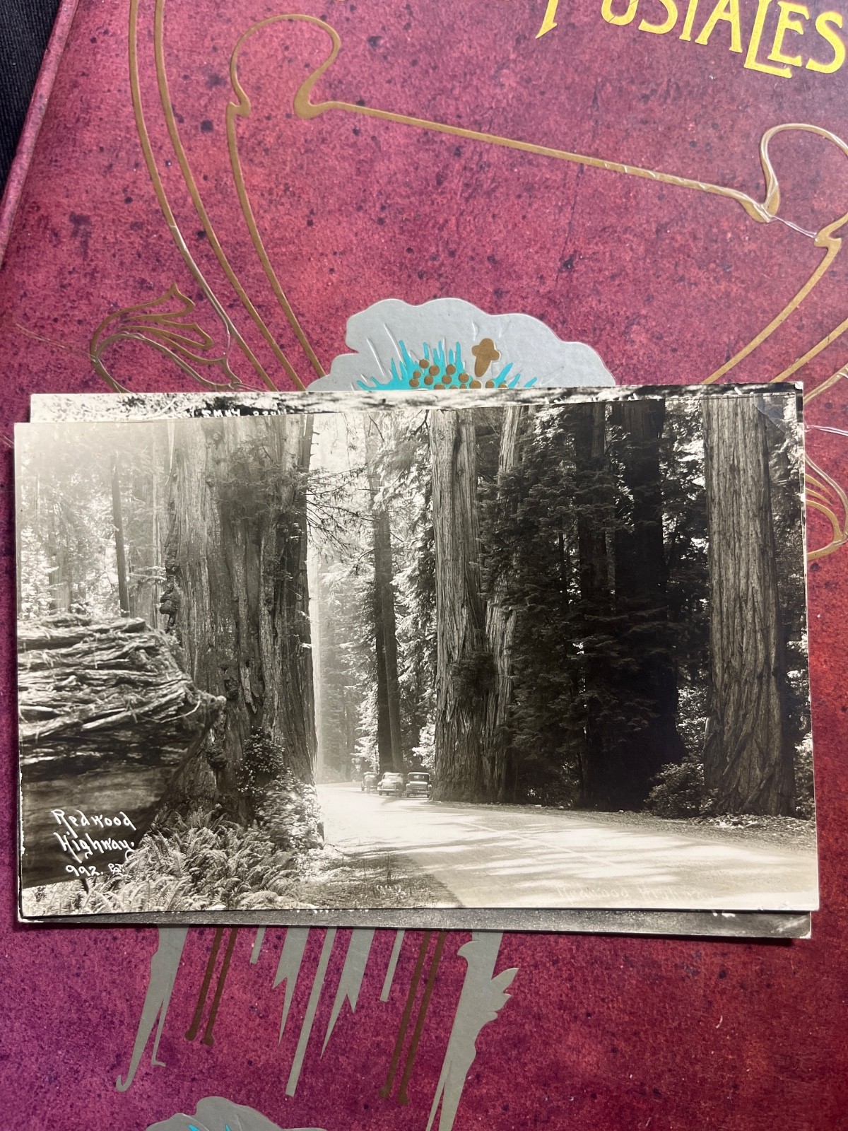 Redwood Highway California Real Photo Postcard RPPC Giant Trees Scenic Road
