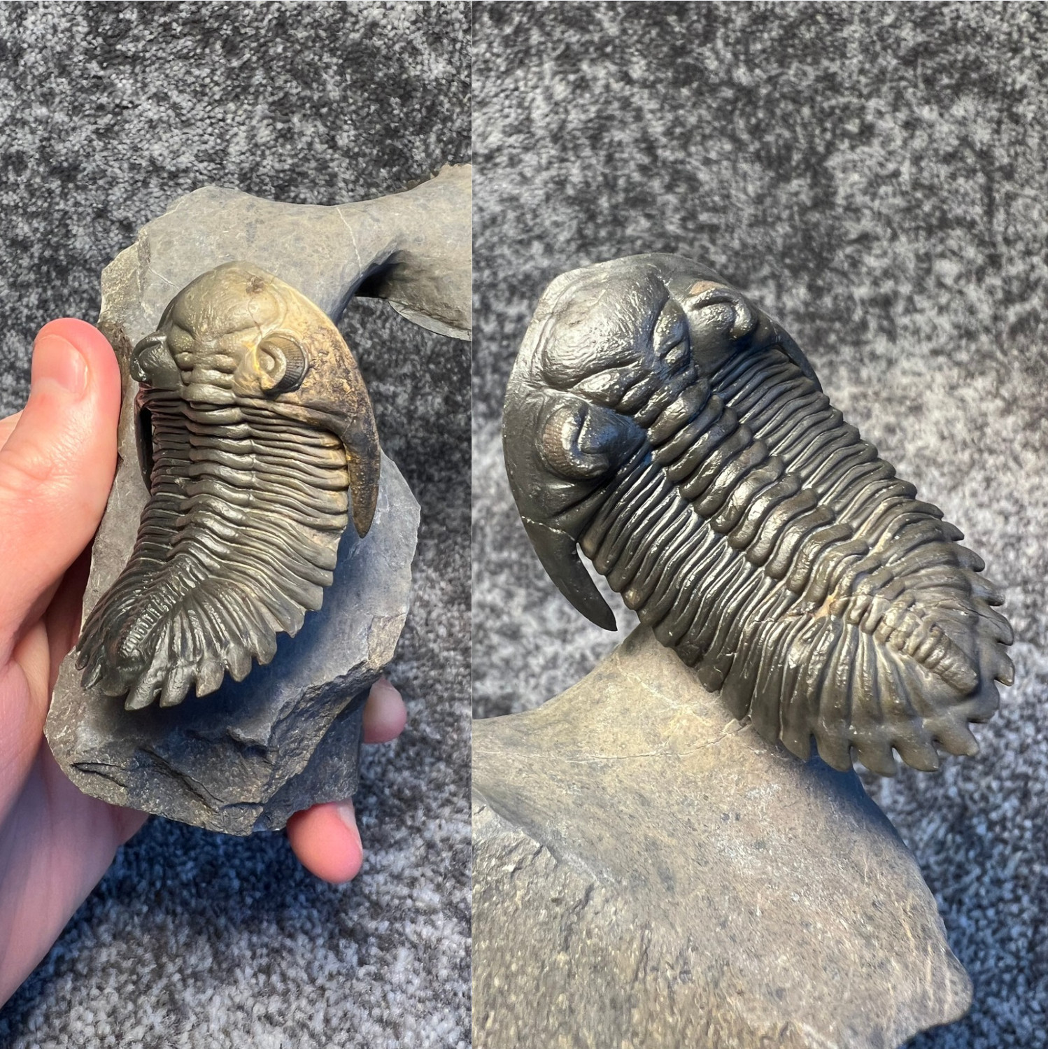 Hollardops mesocristata Trilobite Fossils – Exceptional Pair ✅