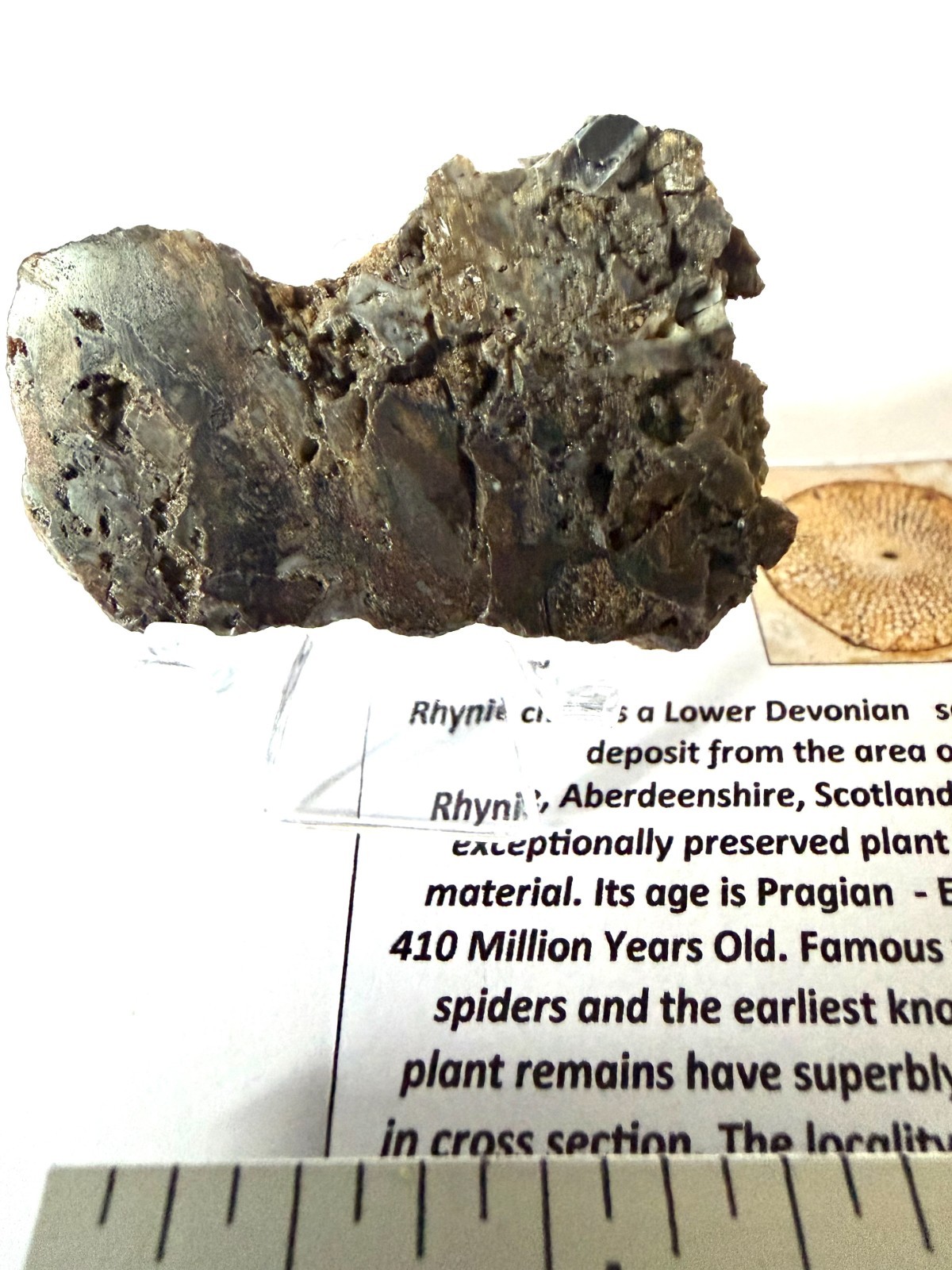 Rhynie Chert Devonian Period Scotland  RC3