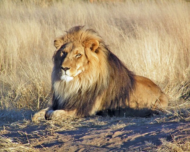 Nature WILD LION Glossy 8x10 Photo Animal Print Wall Art Poster Big Cat Lions Nature WILD LION Glossy 8x10 Photo Animal Print Wall Art Poster Big Cat Lions