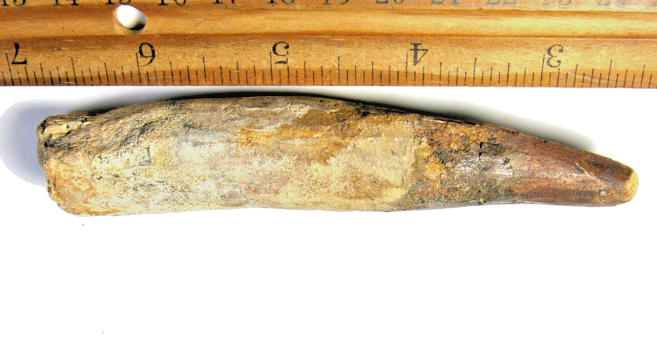 5 INCH LONG SPINOSAURUS TOOTH DINOSAUR FOSSIL EXTINCT ANCIENT RELIC SPINOSAUR