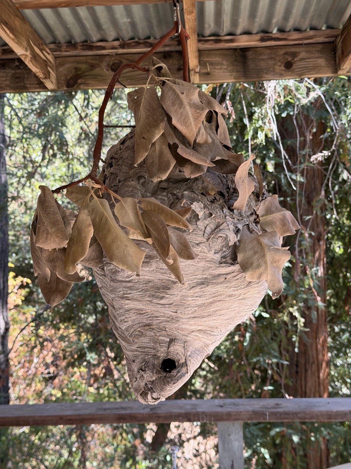 Wasp Nest genuine Large Bald Hornet’s Nest on Madrone branch. Wasp Nest genuine Large Bald Hornet’s Nest on Madrone branch.