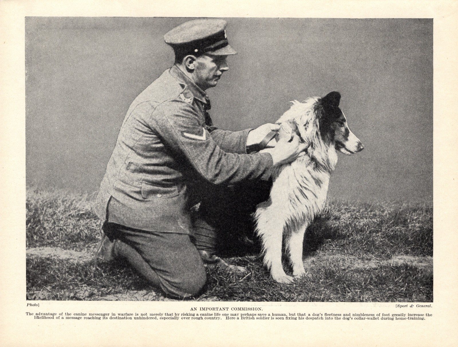 1930s Antique Wartime Messenger Dog Print Training with British Soldier 7022d