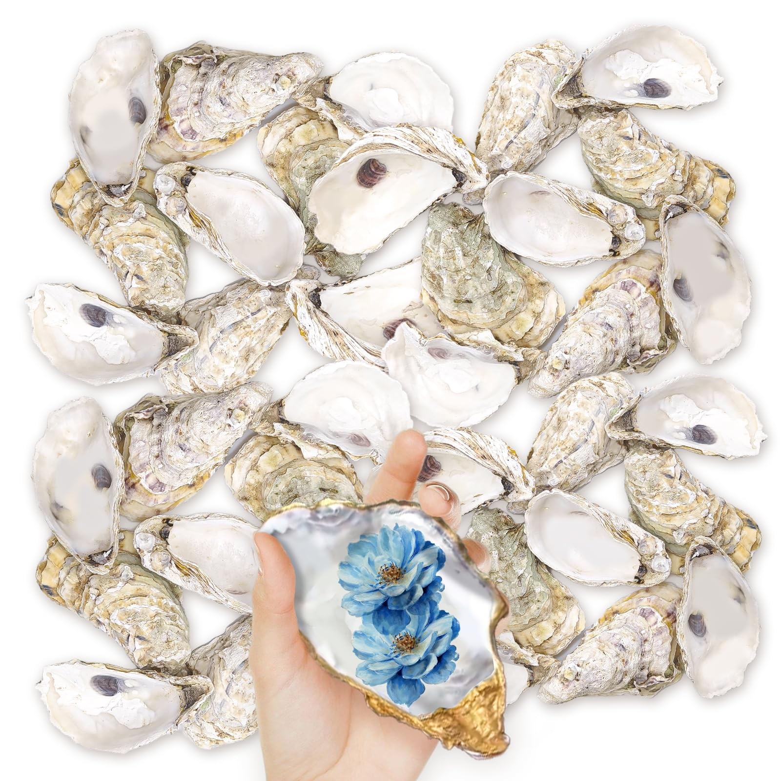 36PCS Oyster Shells 5