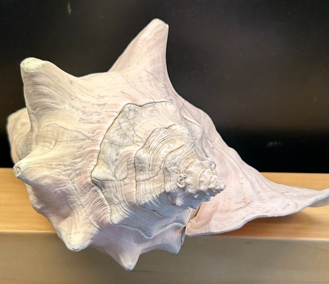 Vintage Large Queen Conch Shell Pink Horned Natural Seashell 9\