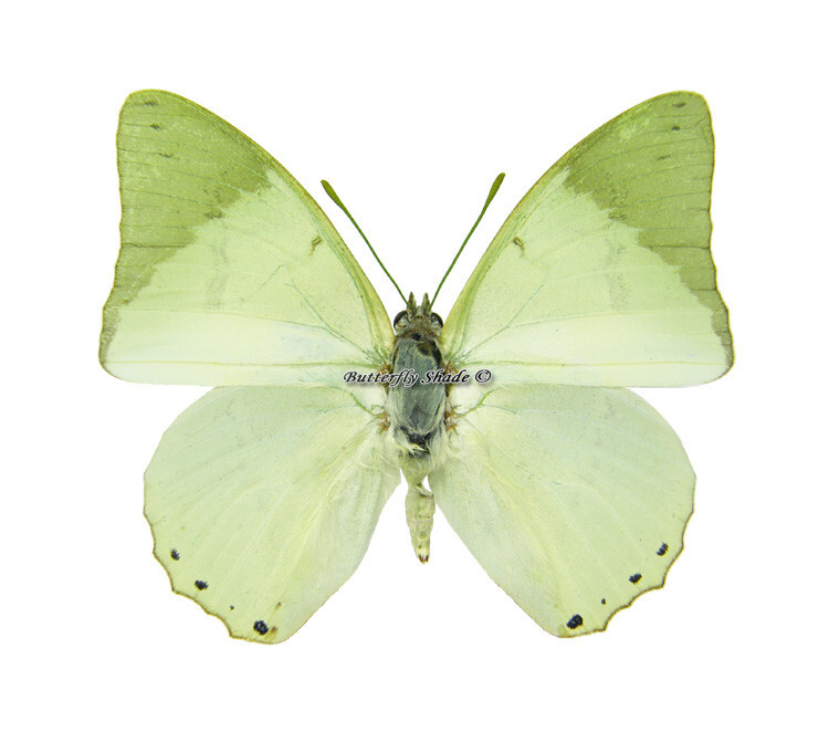 Unmounted Butterfly/Nymphalidae - Charaxes subornatus subornatus, male, CAR