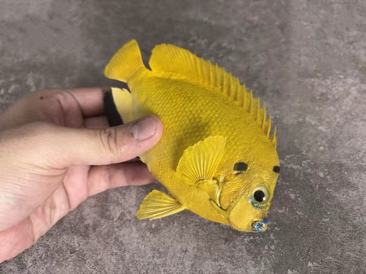 Apolemichthys trimaculatus Flagfin Angelfish Taxidermy Real Fish Skin Mount