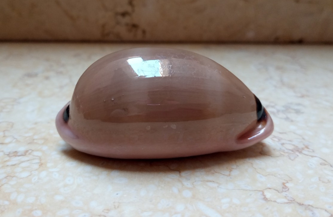 F Luria pulchra sinaiensis LARGE SIZE 78.3mm F++++F+++ pink mouth red sea shell