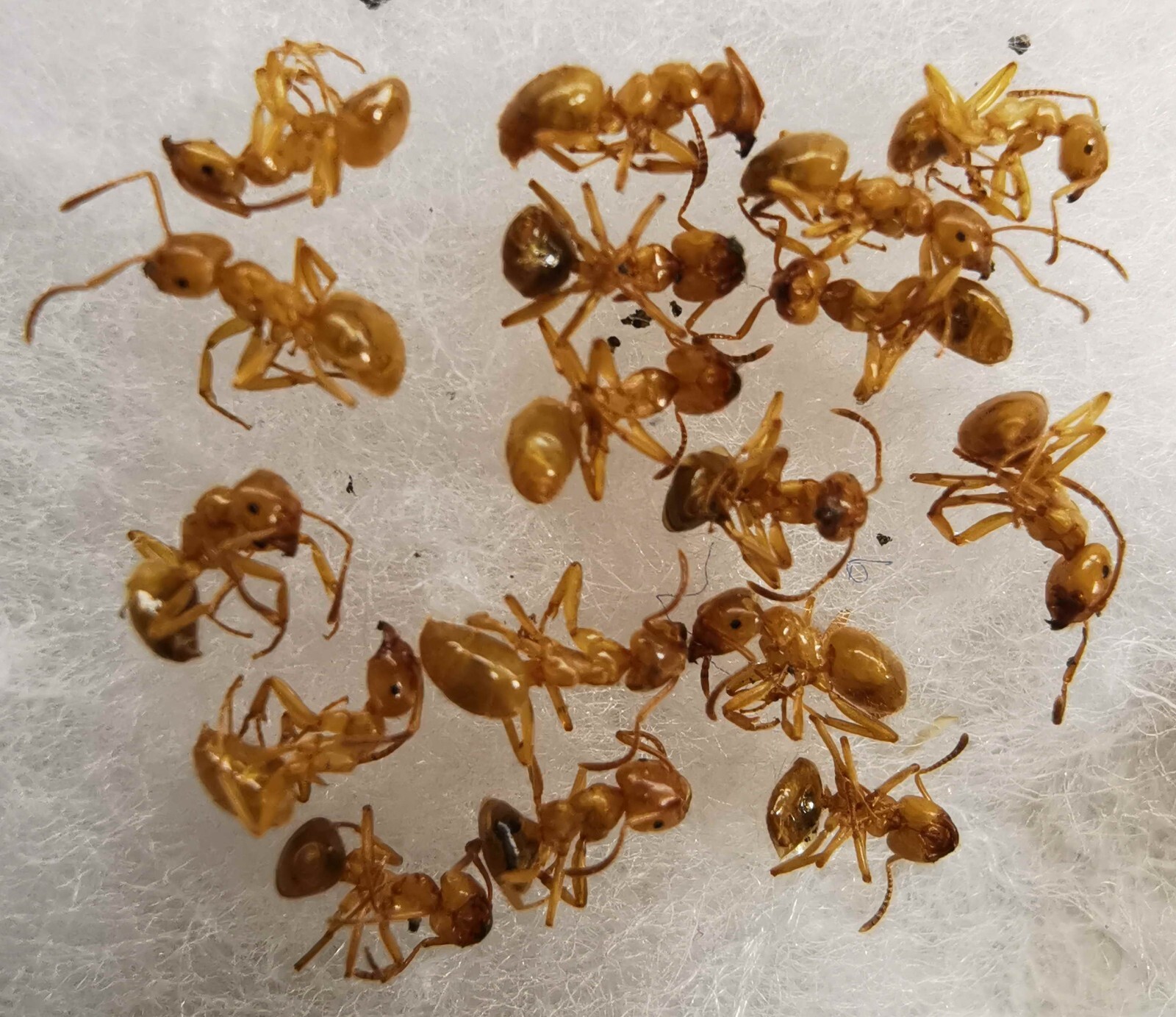 Lasius ? citrinus Formicidae ants 16 workers from Southern Ukraine