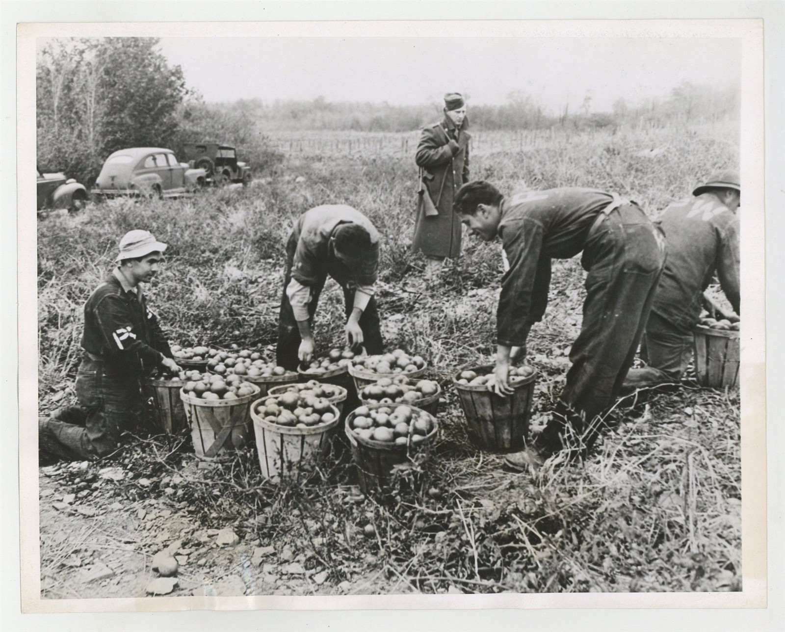 Italian Prisoners War POW Picking Tomatoes Fredonia, NY 1943 Camp Photo J15318 Italian Prisoners War POW Picking Tomatoes Fredonia, NY 1943 Camp Photo J15318