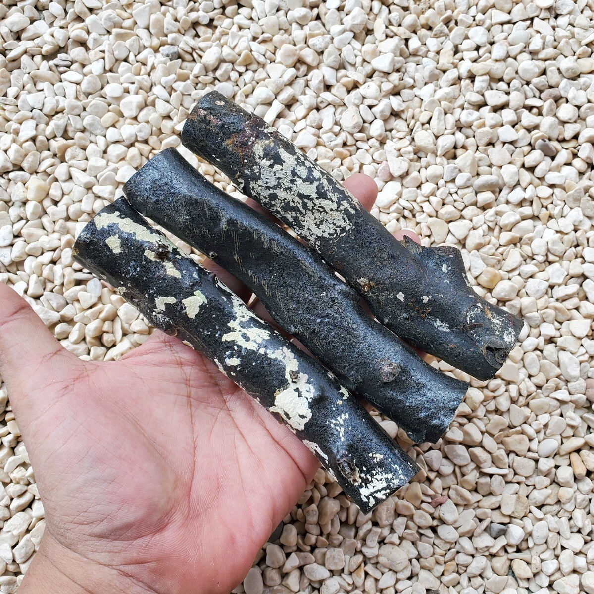 286 Grams Genuine Natural Raw Black Coral Branch Indonesian Sea Willow Yusr #34 286 Grams Genuine Natural Raw Black Coral Branch Indonesian Sea Willow Yusr #34