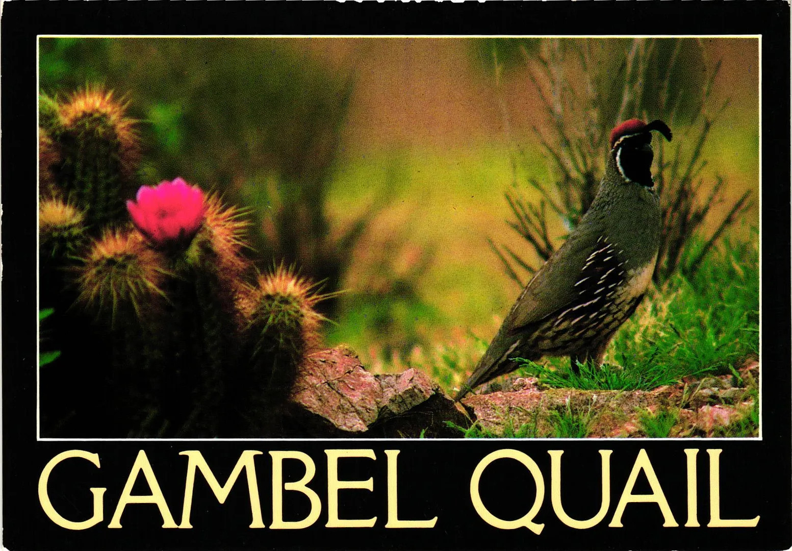 Vintage Postcard 4x6- Gambel Quail UnPost 1960-80s