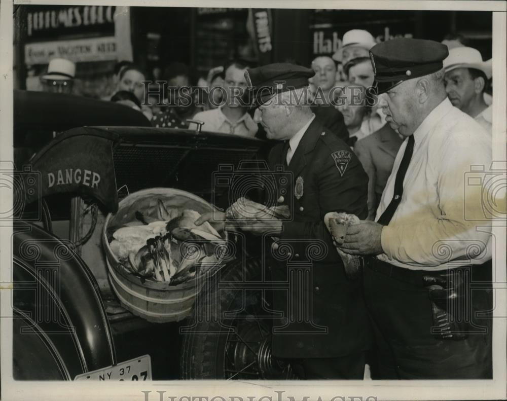 1937 Press Photo New York SPCA guards look at dead pigeons found in Verdi Square