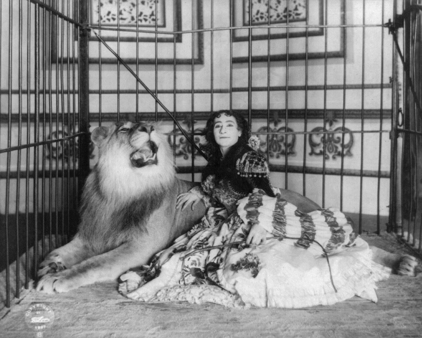 Circus Lion Adjie holding whip and her trained animal 8X10 Photo 1897