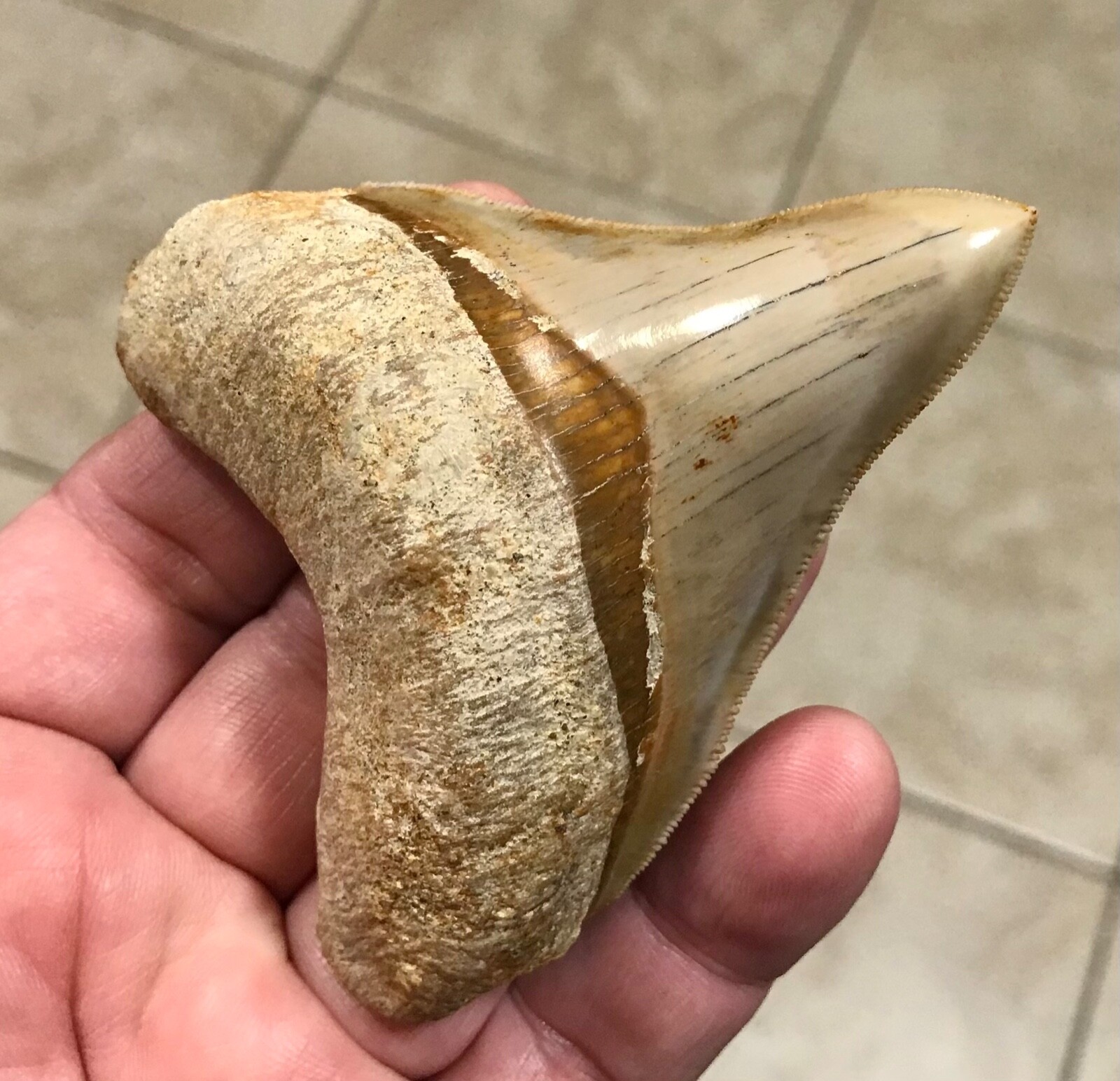 VERY UNIQUE & TRULY MAGNIFICENT - 3.71” x 3.03” - MEGALODON SHARKTOOTH FOSSIL
