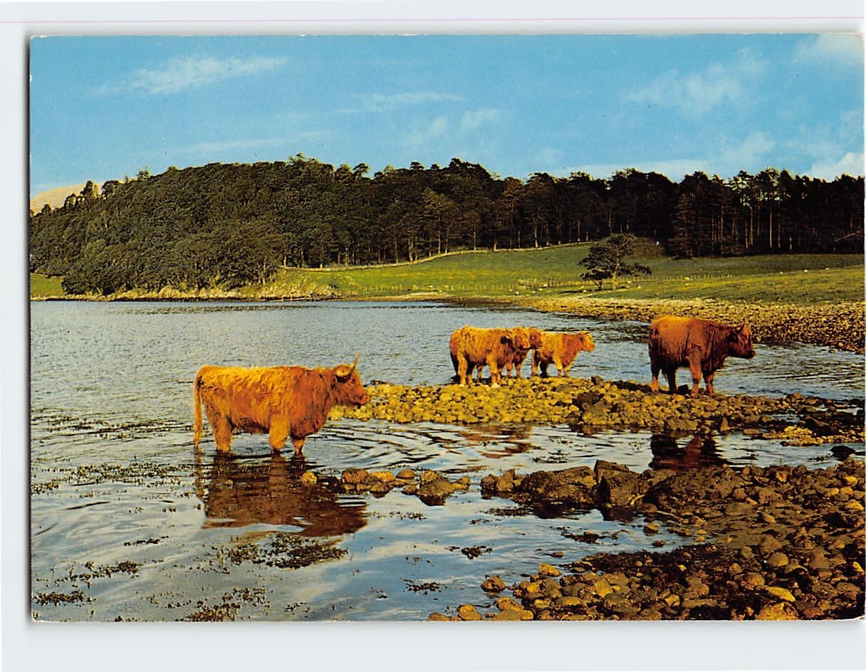 Postcard Highland Cattle by Loch Etive, Scotland