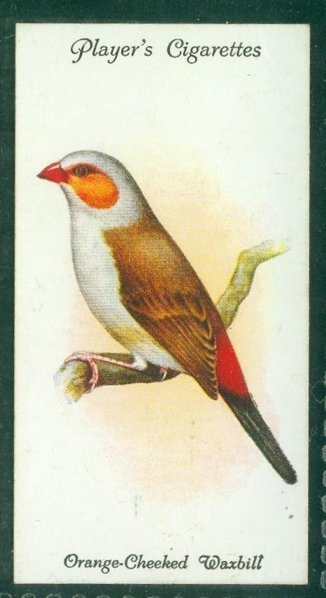 Bird Card, 039, 1933, Player, Aviary & Cage Birds, Orange-Cheeked Waxbill